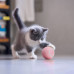 Интерактивная игрушка UFT для кошек Умный мяч CatToy 1